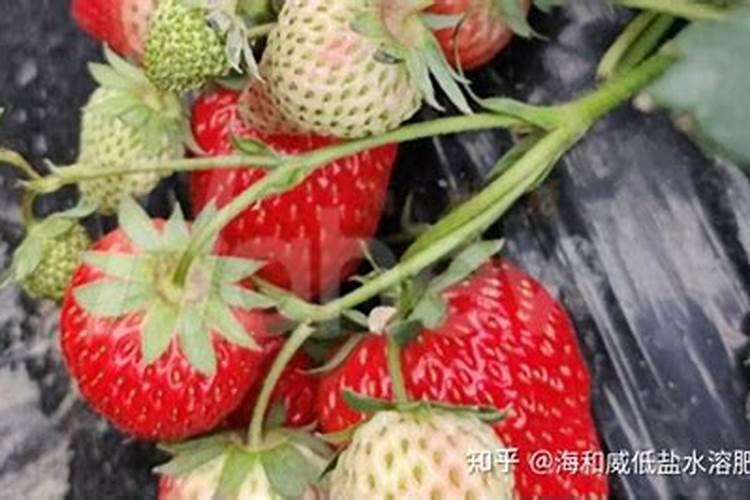 1斤水溶肥按300倍液配兑多少水