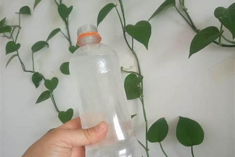 一盆绿萝放几粒复合肥 绿萝最好的肥料是啥