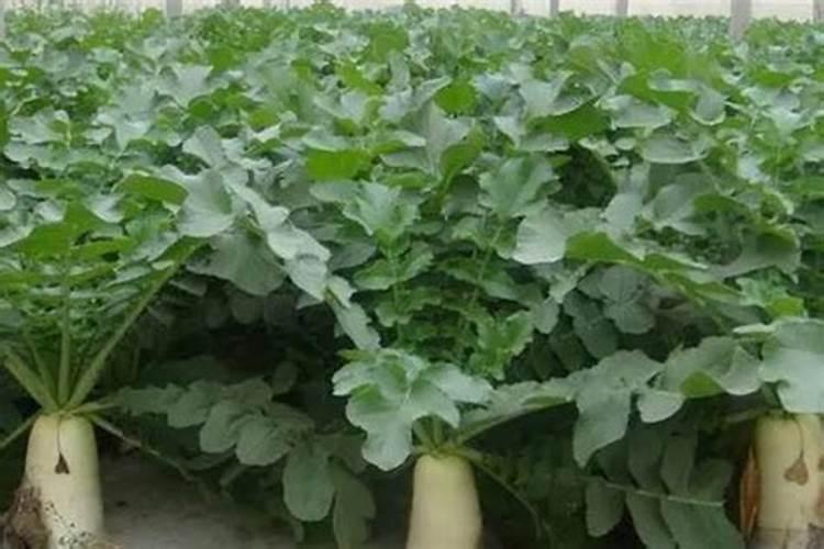 白萝卜施肥用什么肥料
