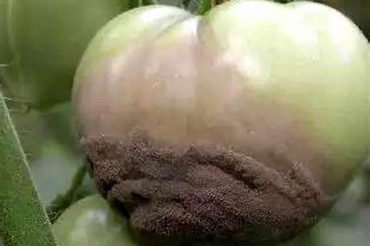 怎样防治草莓腐烂病？