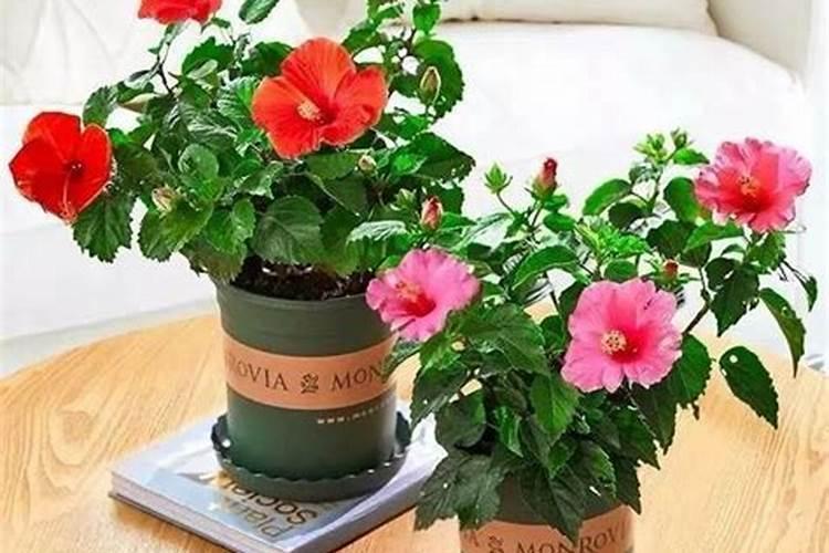 扶桑花开花期间如何施肥,扶桑花秋季怎么样施肥