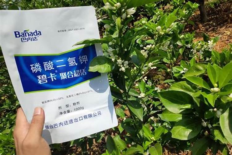 硼肥加磷酸二氢钾效果