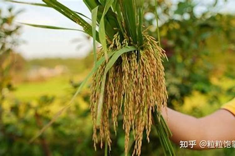 水稻齐穗期晚上能打药吗？
