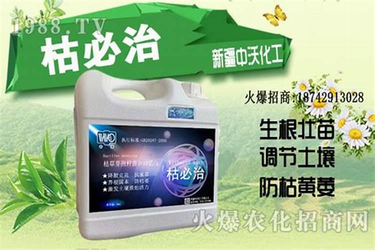 早熟禾氮肥过多叶尖发黄