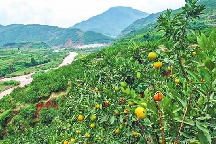 柑橘技术速度进,广东种植柑橘 一亩地平衡水溶肥要用多大的量 10斤肥...