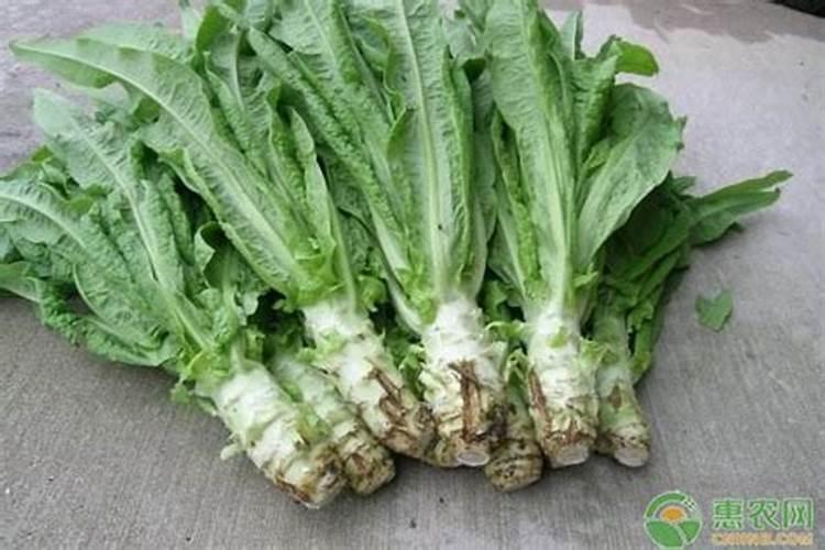莴苣用什么肥料变高变粗 附莴苣的种植方法