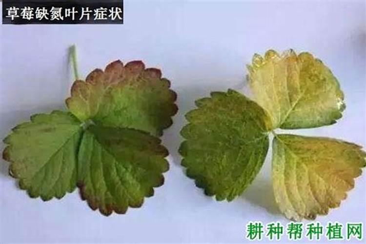 草莓发暗红是啥原因 草莓发黑红是什么原因
