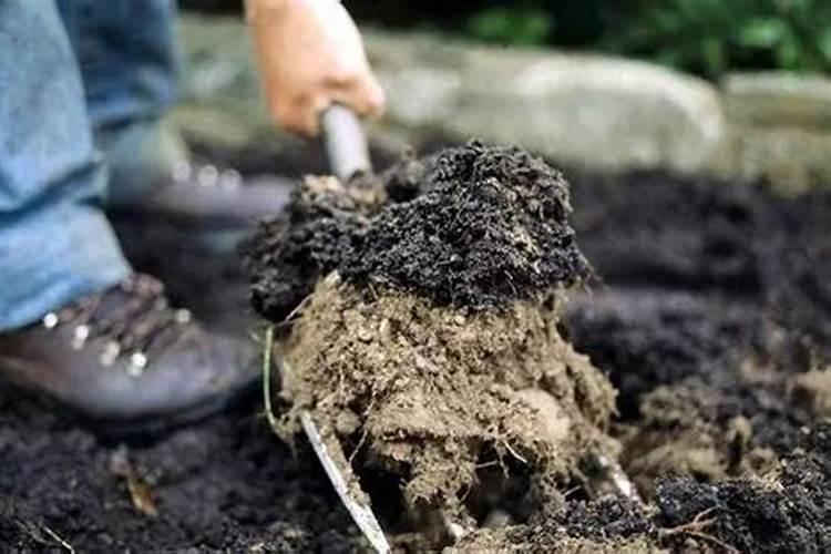 葡萄树怎样施肥 葡萄树如何施肥