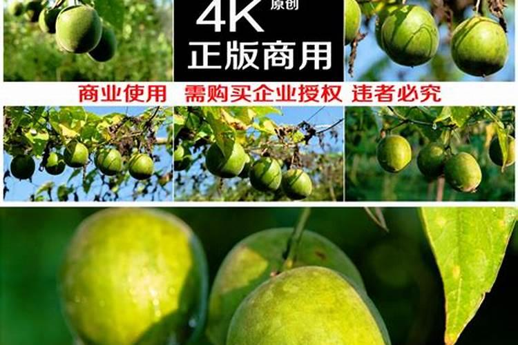 罗汉果施肥过多,造成罗汉果裂果怎么办