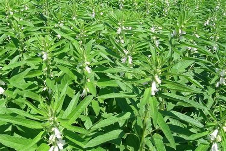 种芝麻用什么肥料 快来学习这些管理知识