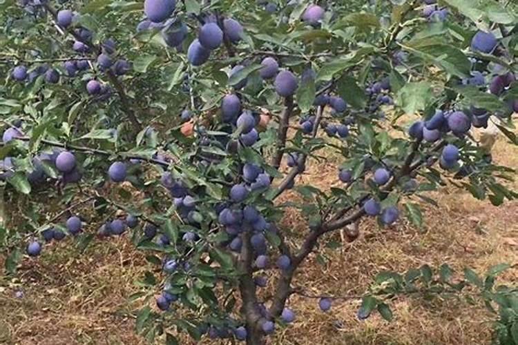 三角梅开花期间怎么施肥,施什么肥