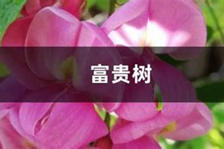 富贵椰子施什么肥