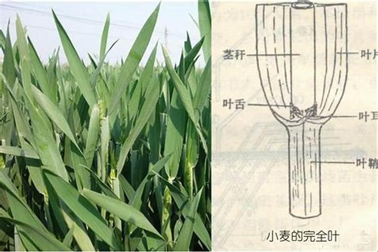 麦子灌浆期打什么叶面肥好