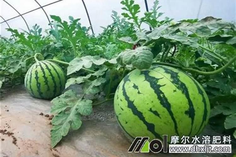 春季西瓜如何施肥 春季西瓜施肥时间及方法