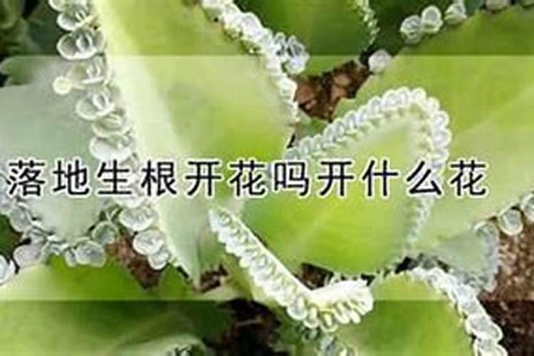 落地生根怎么施肥