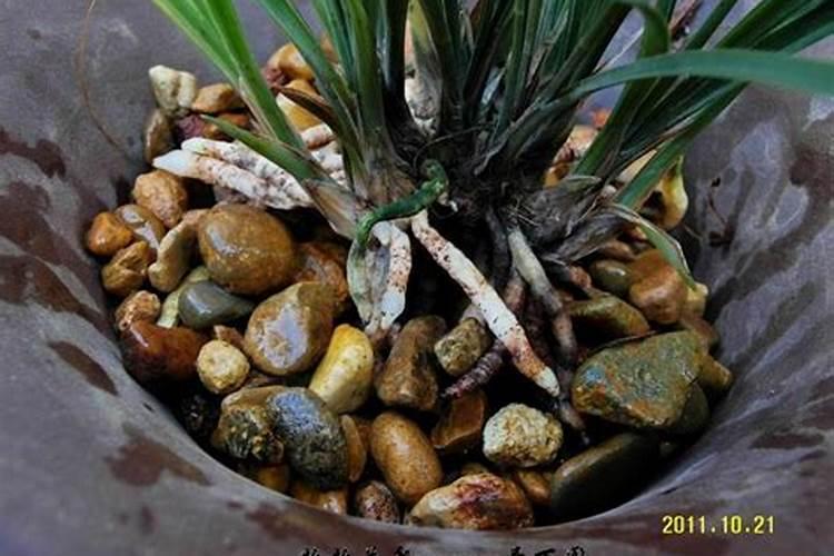 兰花用什么肥可以多开花,自制兰花肥料方法