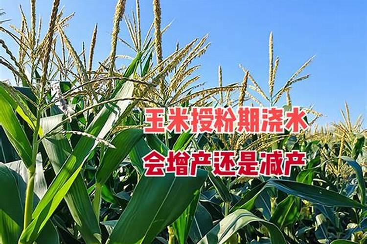 玉米受粉时能否喷施叶面肥？