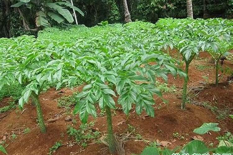 种植大棚韭菜需要高钾肥料吗
