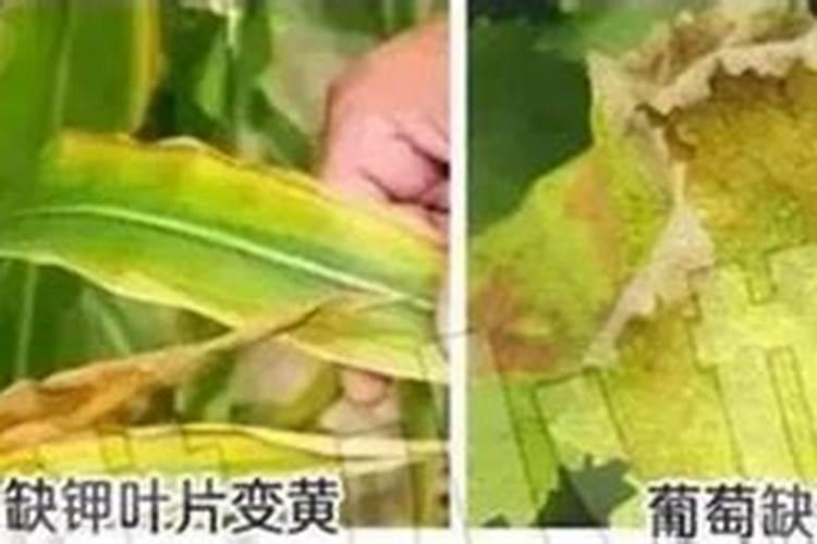 如何判断玉米缺乏某种营养元素？怎样防治？