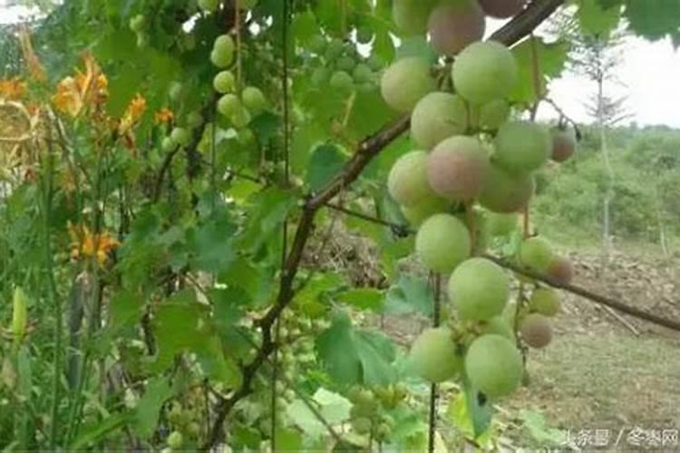 一年苹果树施什么肥比较好？