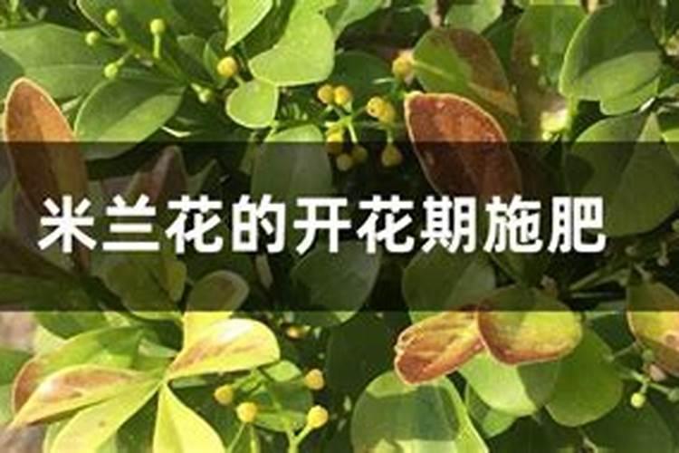 米兰花不长叶子怎么办,追施氮肥增温养护