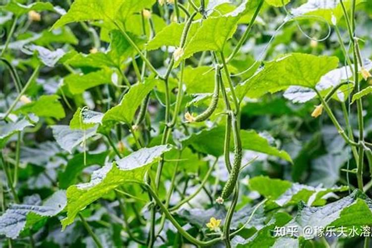 南瓜用什么肥料产量高