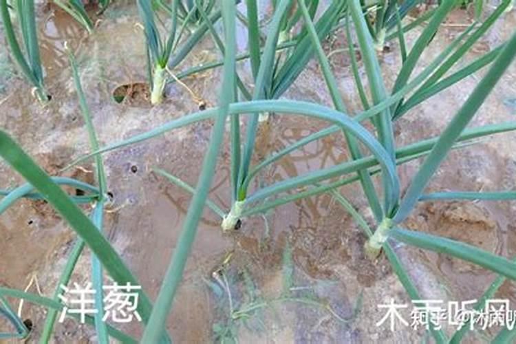 洋葱的管理使肥方法