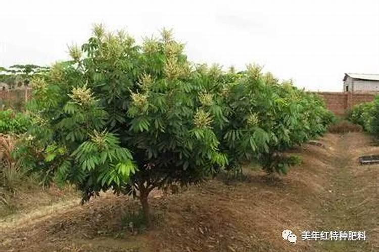 荔枝专用叶面肥什么好？