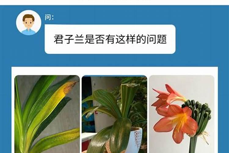 君子兰的肥料可以给茉莉和四季海棠吗？