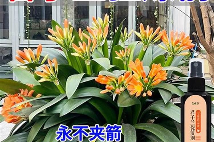 误用了兑了君子兰营养液的水浇了茉莉花,后果严重吗