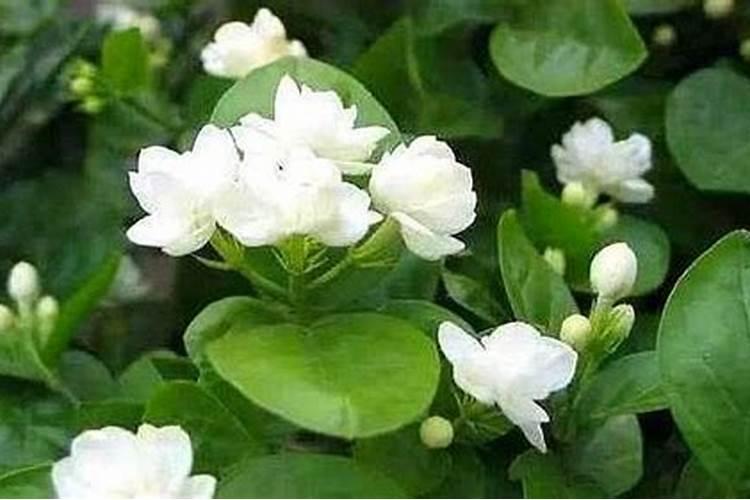 茉莉花水插的小苗可以用君子兰土上盆么？