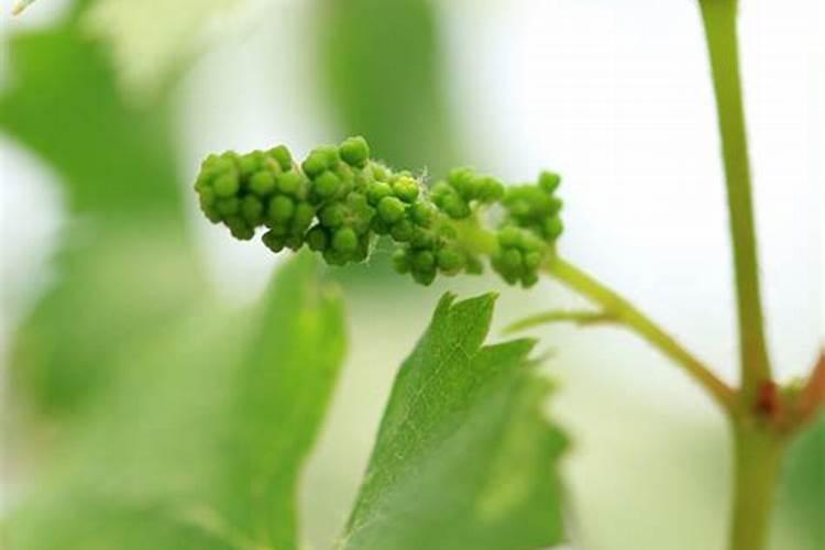 葡萄开花前用什么肥好