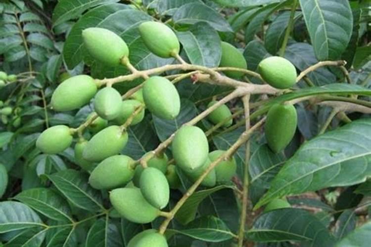 施硼施钾在果树上什么时候最好？