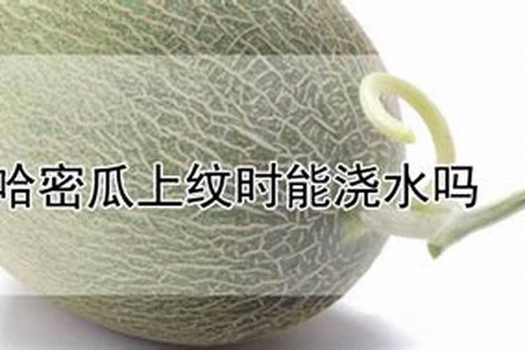 哈密瓜的花期管理方法