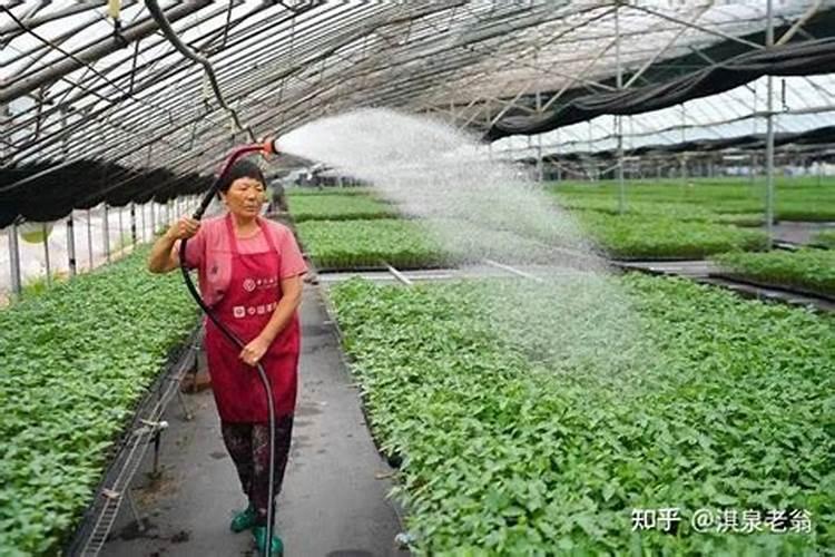 尿素兑水正确方法