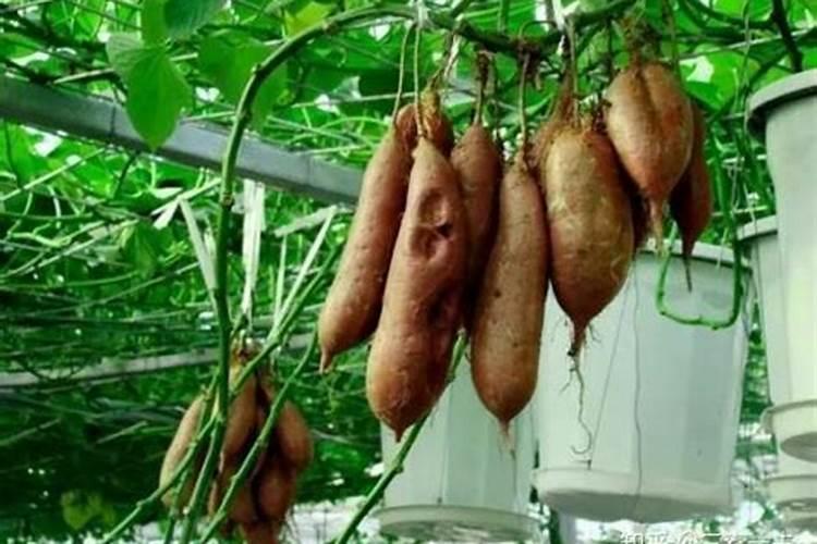 栽红薯用什么肥料最好