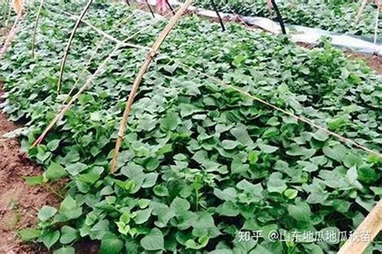 什么肥料对于红薯而言是最为合适的