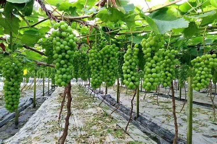 巨峰葡萄膨果时候用什么肥？