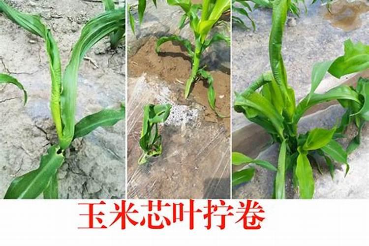 玉米底肥多了怎么办？