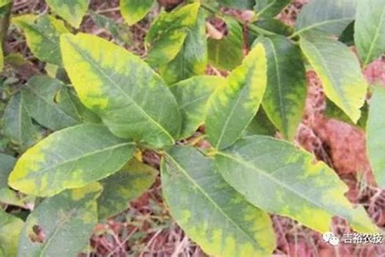 柑橘树缺钾有哪些症状和防治措施？