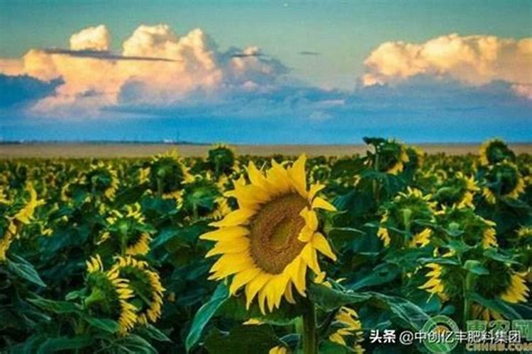 葵花什么时候上硼肥