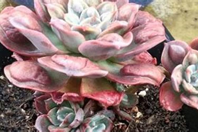 花多多1号可以浇多肉吗