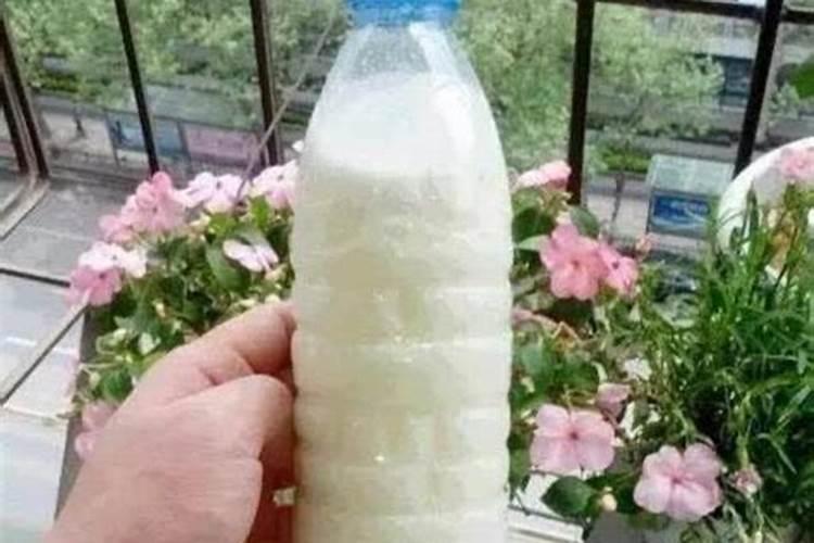 玉兰花的枝条泡在水里能开花吗？