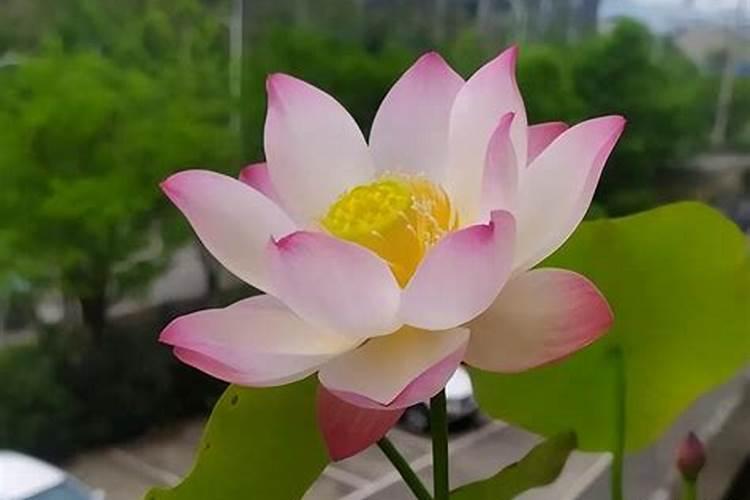 碗莲施钾肥的正确方法