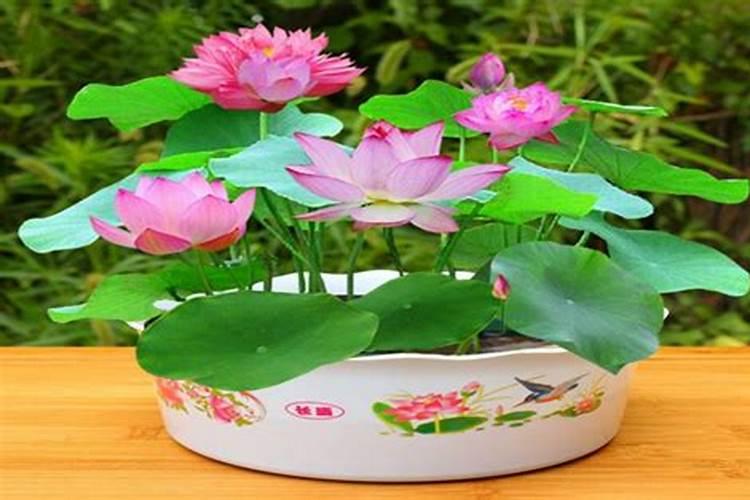 碗莲什么时候施肥