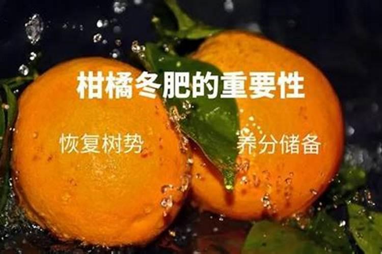 柑桔底肥放什么肥好(底肥施用方法)