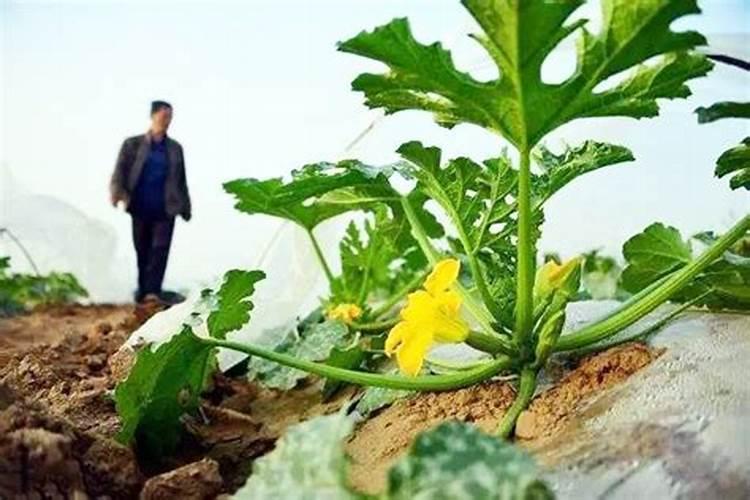 西葫芦露天种植怎么浇水施肥最好