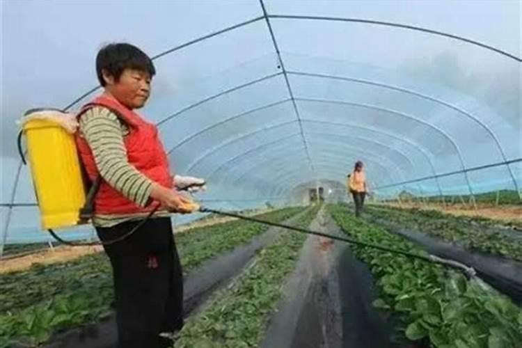 什么是叶面肥？