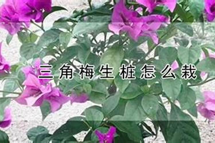 三角梅怎么施肥,三角梅施什么肥好？