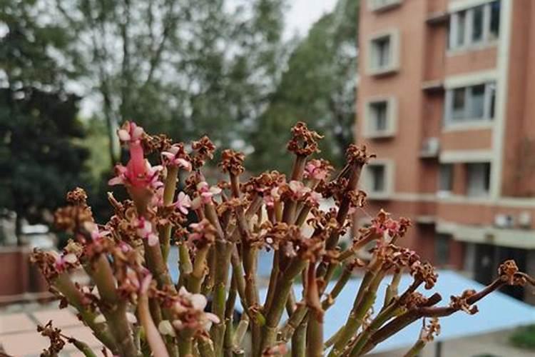 喷了液体氮肥,花死了,土还能养花吗为什么